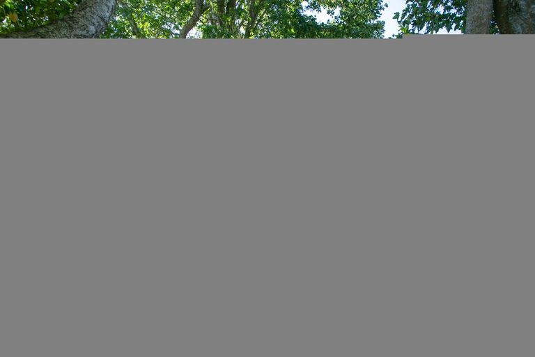 Photo of property in 429 Morgan Road, Matamata, 3472