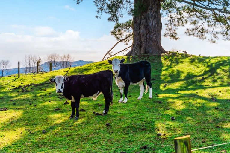 Photo of property in 771 Oruanui Road, Oruanui, Taupo, 3384