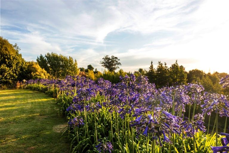 Photo of property in 113 Maungakawa Road, Cambridge, 3496