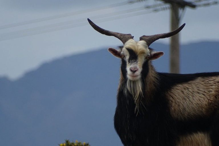 Photo of property in Long Gully, 380 Hawkins Hill Road, Brooklyn, Wellington, 6021