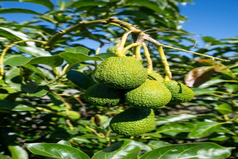 Photo of property in 16 Honiss Place, Cambridge, 3434