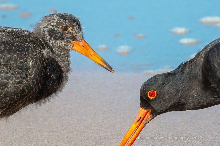 Photo of property in 274 Queens Drive, Lyall Bay, Wellington, 6022