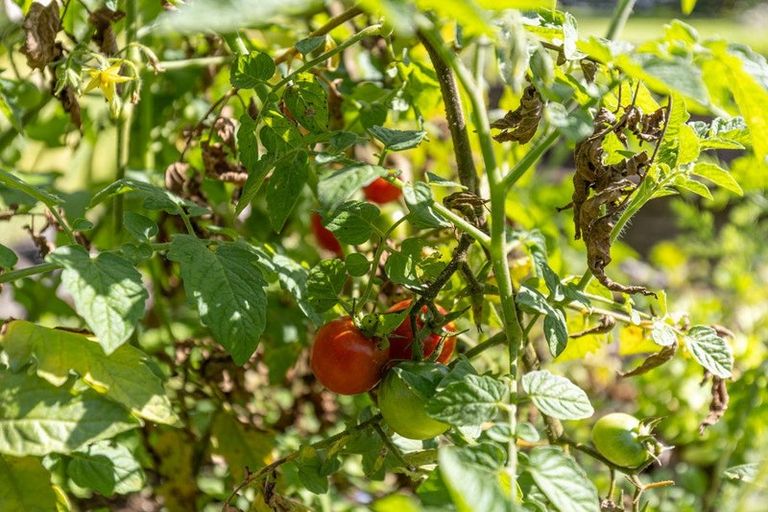 Photo of property in 319b Rotowaro Road, Huntly, 3771