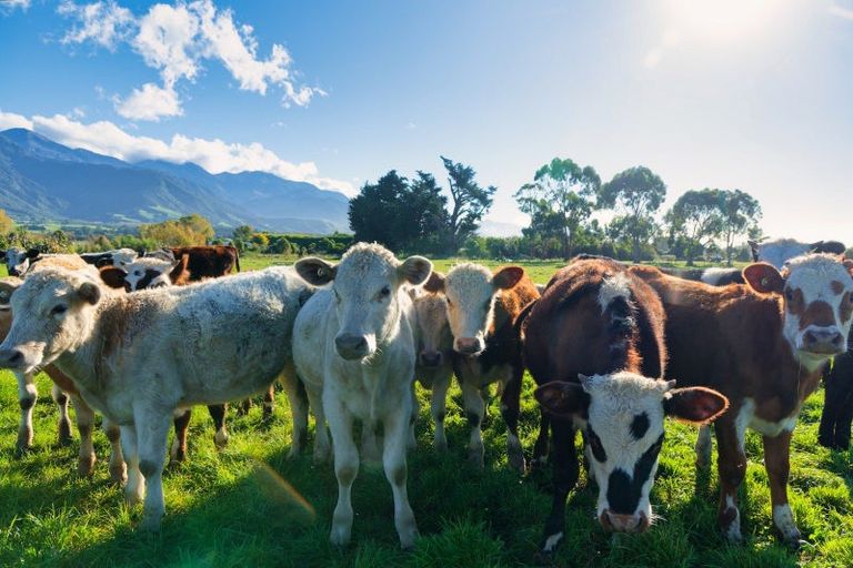 Photo of property in 386 Mount Fyffe Road, Kaikoura Flat, Kaikoura, 7371