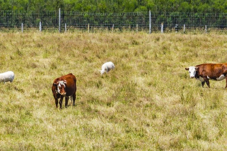 Photo of property in 428 Kowai Road, Springfield, 7681