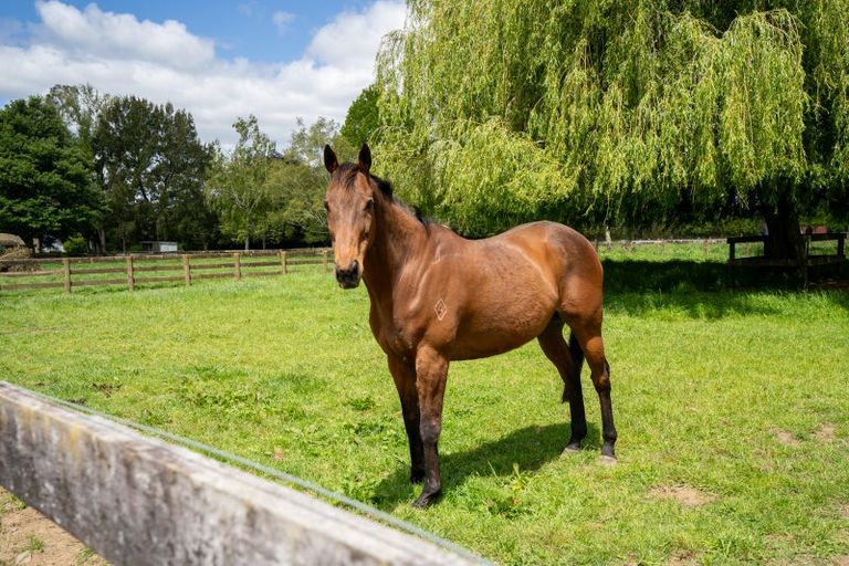 Photo of property in 67 Peake Road, Cambridge, 3493