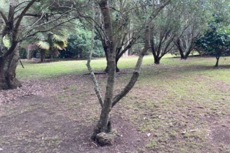 Photo of property in 11 Ron Wyatt Lane, Waiuku, 2123