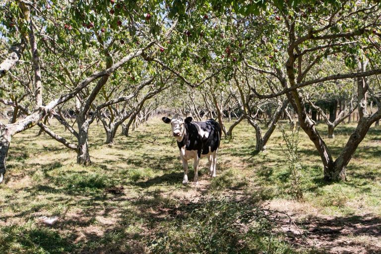 Photo of property in 36 Rochfort Street, Otane, 4202