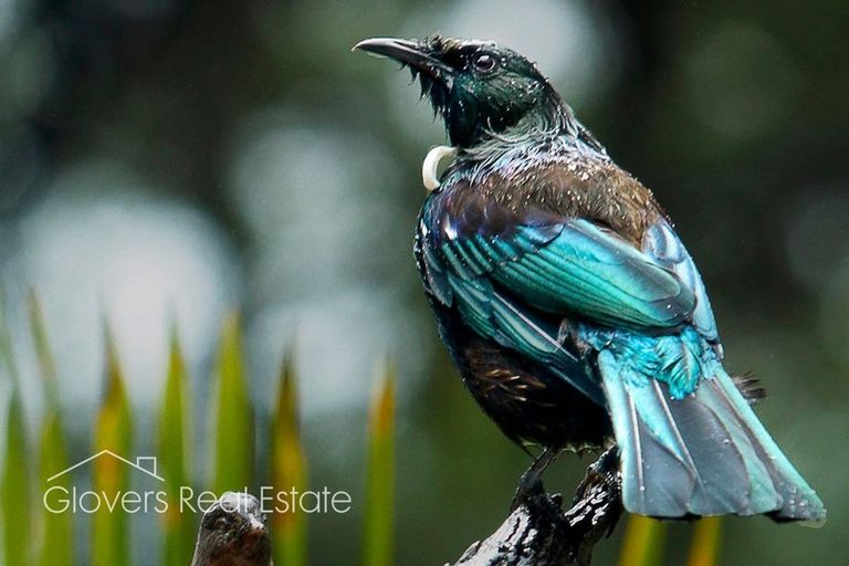 Photo of property in 157b Konini Road, Titirangi, Auckland, 0604