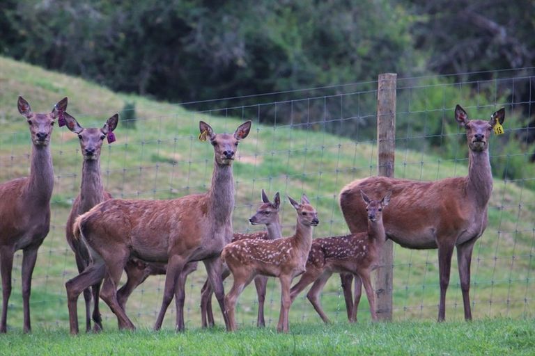 Photo of property in 1394 No 3 Road, Te Puke, 3183