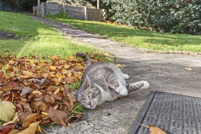 Photo of property in 3 Stuart Place, Blagdon, New Plymouth, 4310