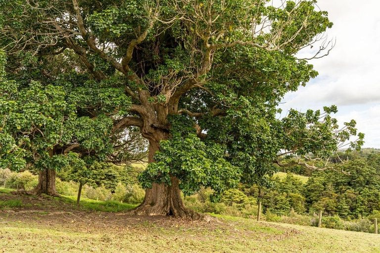 Photo of property in 75 Kohinui Road, Parua Bay, 0192