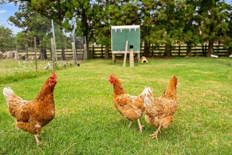 Photo of property in 499 Whatitiri Road, Poroti, Whangarei, 0179