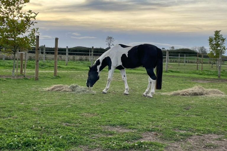 Photo of property in 242 Maraetai Rd - State Highway State Highway, Tokoroa, 3491