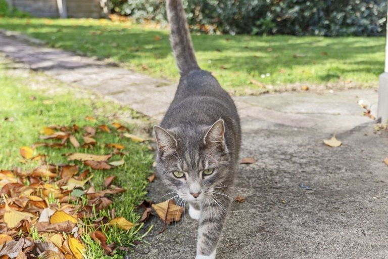 Photo of property in 3 Stuart Place, Blagdon, New Plymouth, 4310