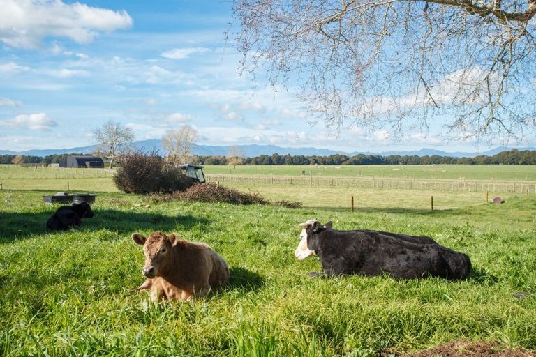 Photo of property in 449 Taukoro Road, Morrinsville, 3375