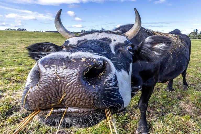 Photo of property in 18 Ellmers Street, Woodend, 7691