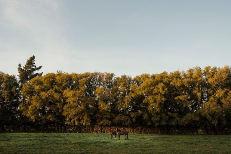 Photo of property in 78 Skewbridge Road, Flaxton, Kaiapoi, 7691