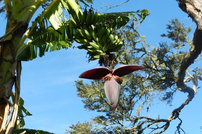 Photo of property in 29 Onedin Place, Titirangi, Auckland, 0604