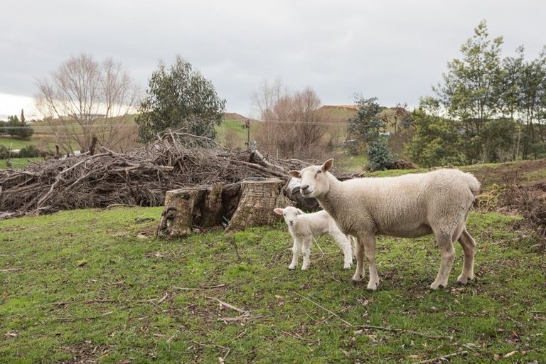 Photo of property in 21 Eagle Street, Waipawa, 4210