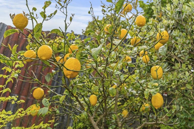 Photo of property in 293 Tukapa Street, Hurdon, New Plymouth, 4310