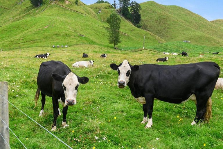 Photo of property in 1765 Tutukau Road, Ohakuri, Reporoa, 3083