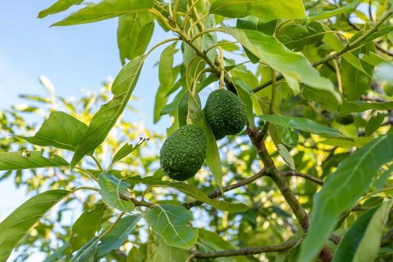 Photo of property in 302 Kamo Road, Te Kamo, Whangarei, 0112