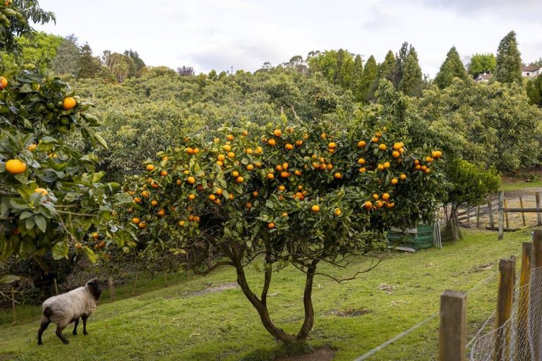 Photo of property in 293 Pahoia Road, Whakamarama, Tauranga, 3172