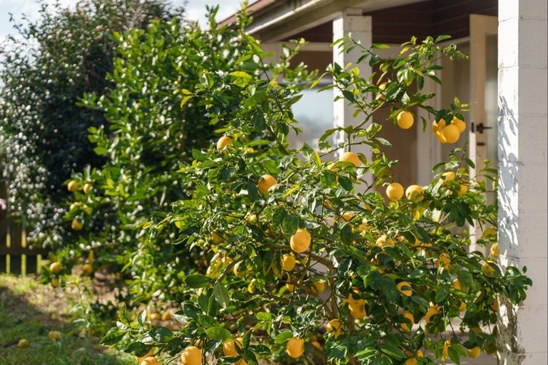 Photo of property in 17 Vine Avenue, Maungatapu, Tauranga, 3112