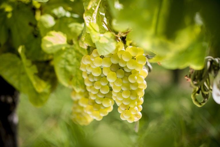 Photo of property in 144 Ngakoroa Road, Ormond, Gisborne, 4071