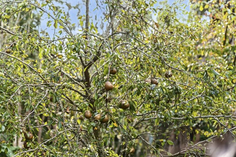 Photo of property in 6388a South Road, Pungarehu, 4685