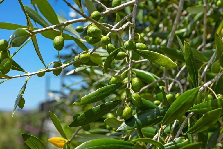 Photo of property in 72 Leccino Valley Road, Mangonui, 0494