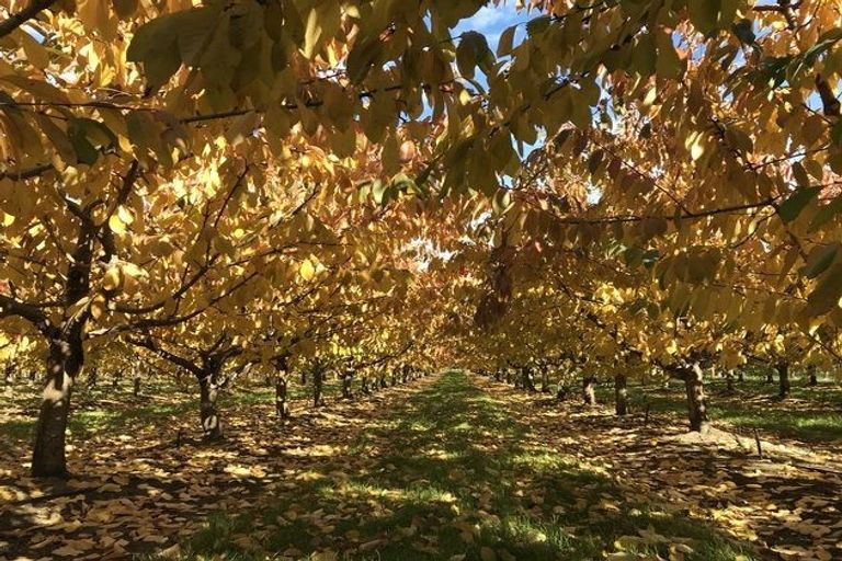 Photo of property in 66 Gladsmuir Road, Queensberry, Cromwell, 9383